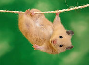 Hamster2.jpg