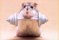 Hamster 1.jpg