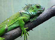 iguana8.jpg