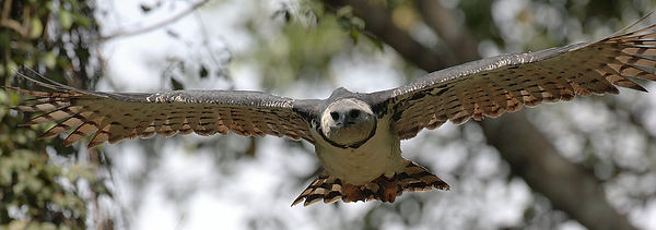Tron_Mortimers_Harpy_Eagle.jpg