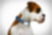 Tagg the Pet Tracker