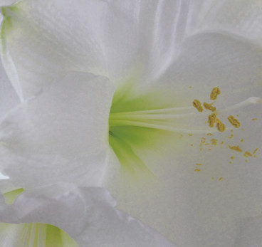 Blume 1 Kopie.jpg