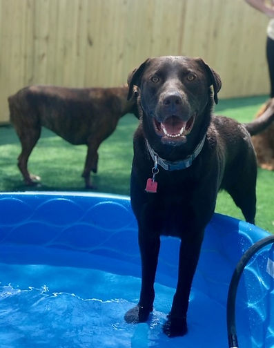 Happy dog playing in kiddie pool at Pawradise Pet Hotel Lafayette Indiana
