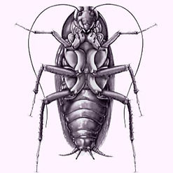 illustration cafard.jpg