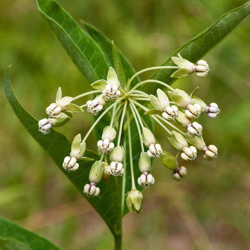 Poke Milkweed