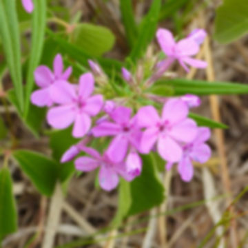Prairie Phlox
