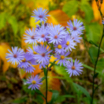 Sky Blue Aster