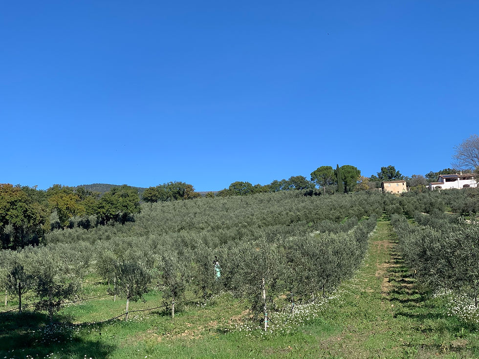 An Olive Grove Outside Of Spello, Italy
