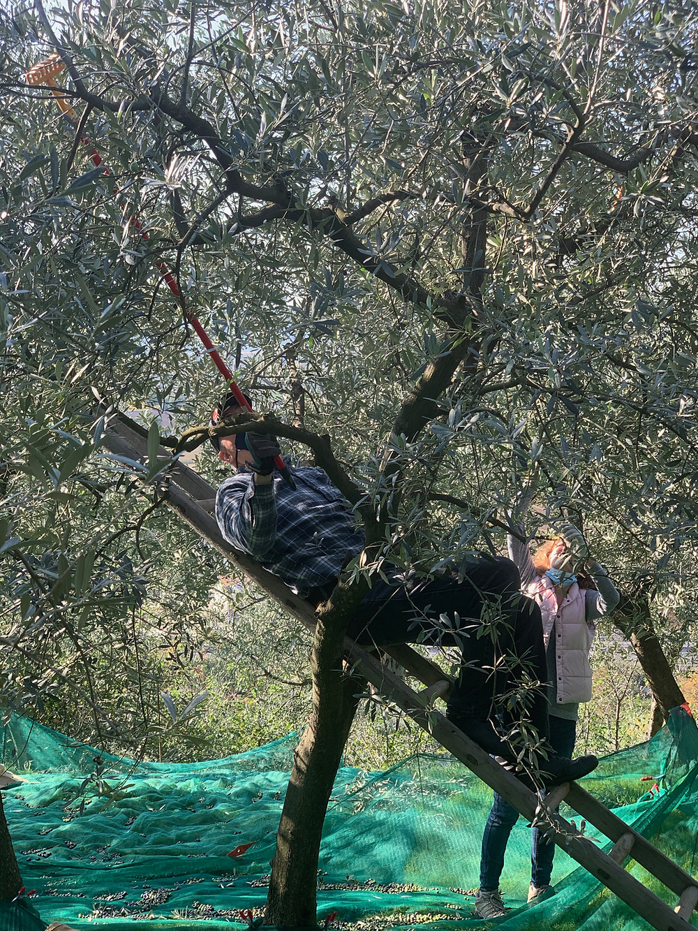 You Need To Be Agile When Picking Olives!