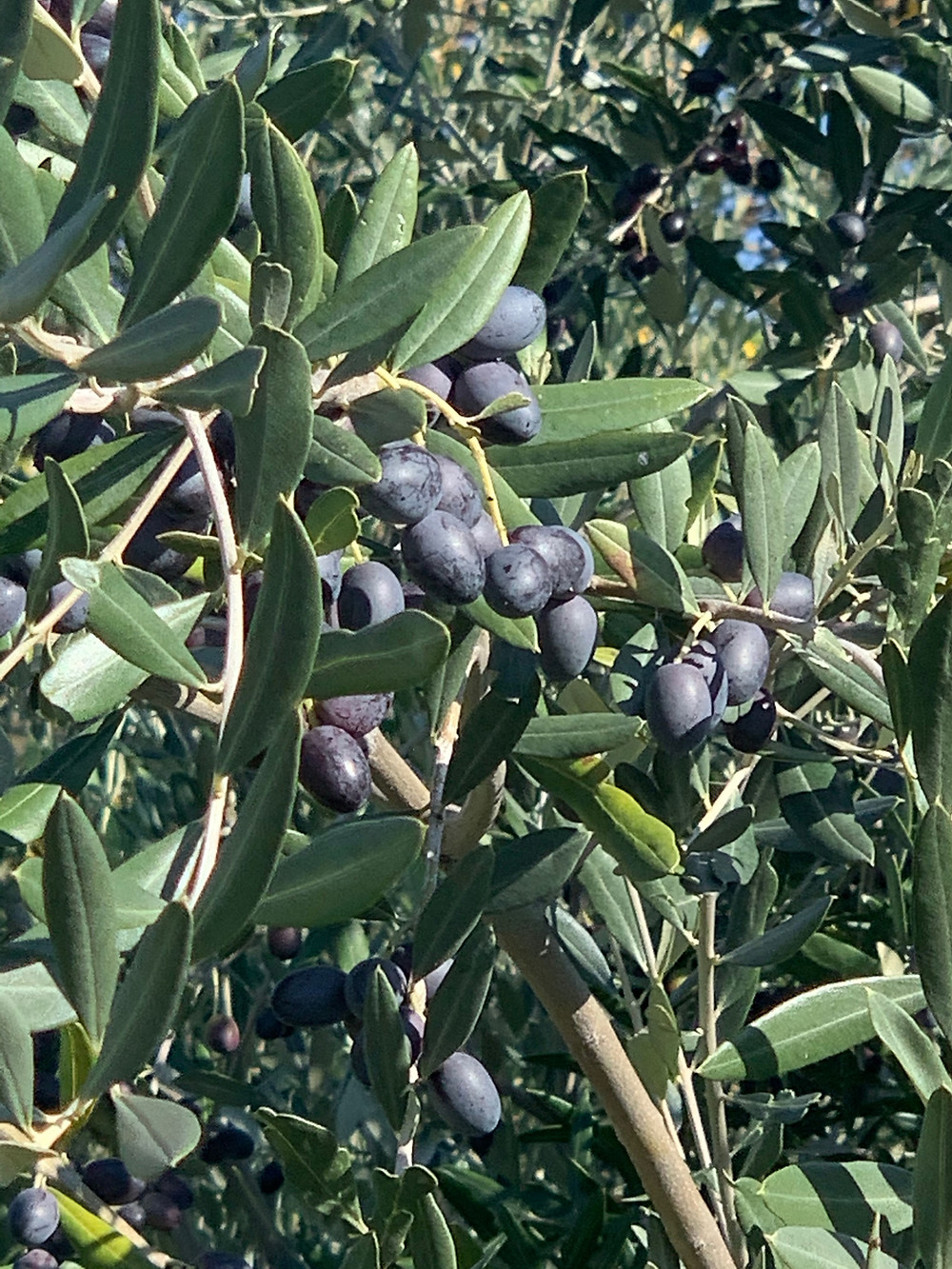Ripe Black Olives