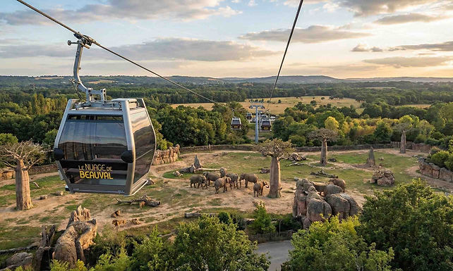 Beauval est l'unique terre d'accueil en France des Pandas Géants. Yuan Meng, Huanlili, Yuandudu... Ces noms résonnent comme des promesses. Observer ces "ours-chats" dévorer leurs tiges de bambou avec une nonchalance attendrissante est un moment de grâce rare. Ils sont les ambassadeurs silencieux d'une nature fragile qu'il nous faut protéger.