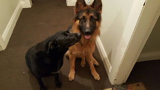 Adopted Puppy