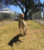 Greyhound Fun