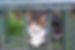 cattrap.jpg