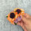 Thumbnail: Small daisy hairflower