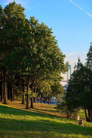 Shore Road Park in summer.
