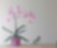 Trompel'oeil.png