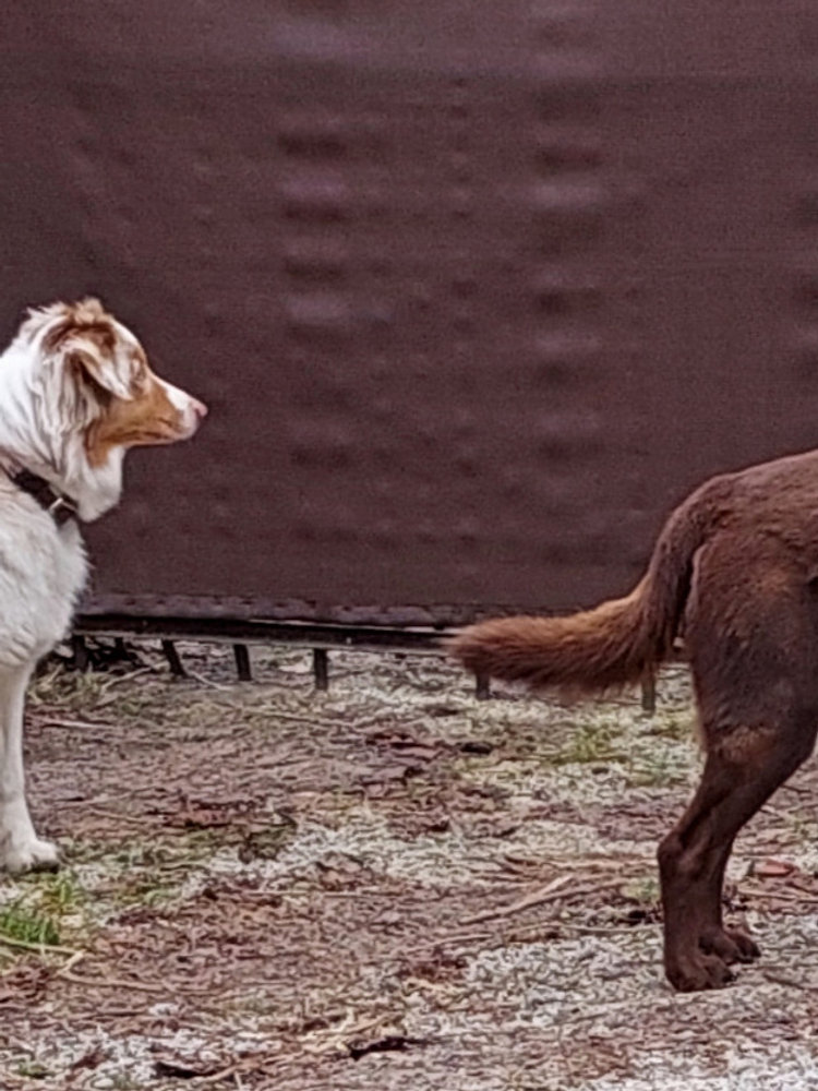Mini pension canine Lunadog
