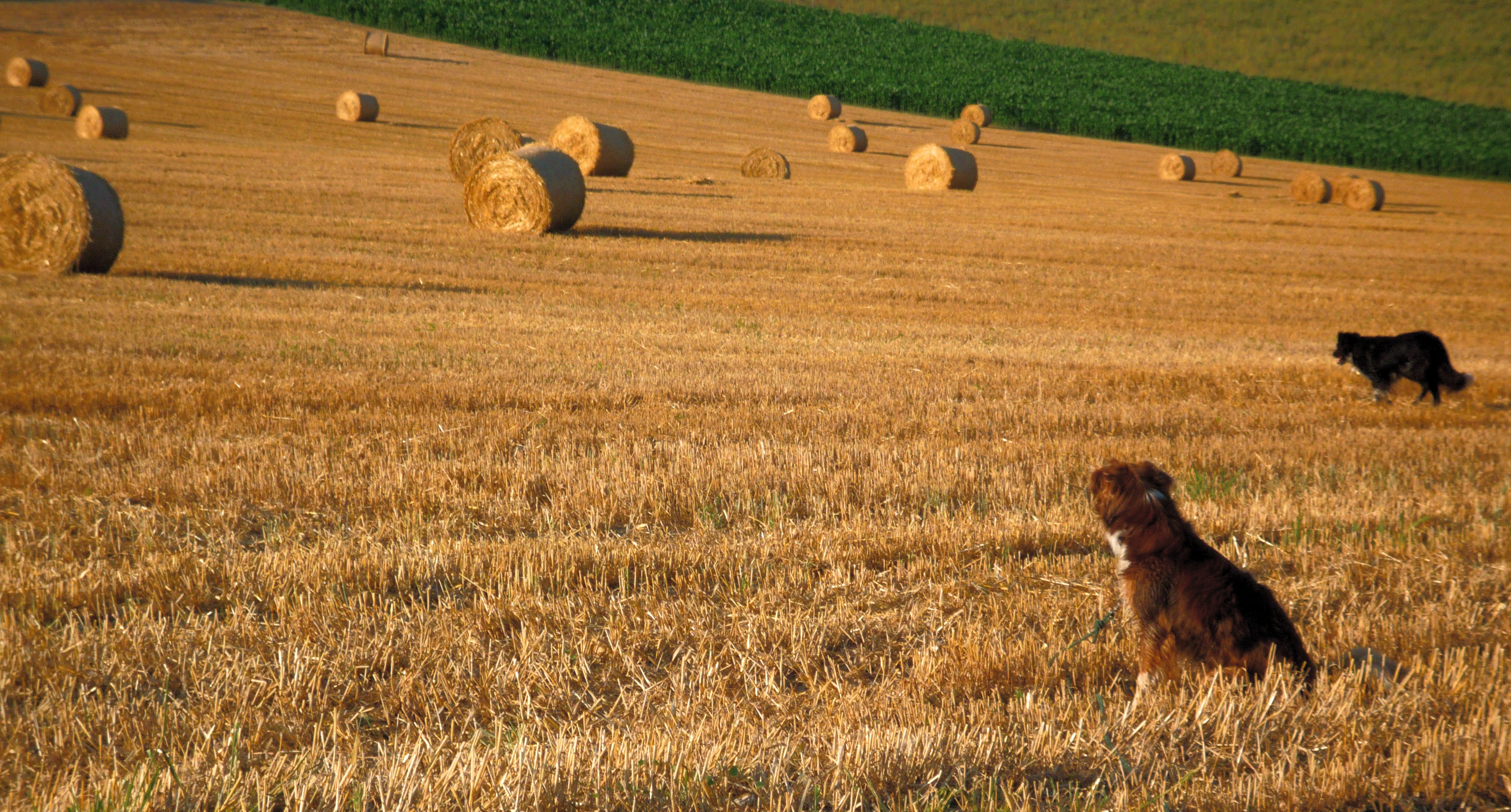 Pour vous, c'est quoi un chien ?