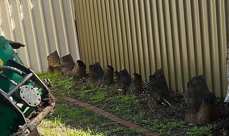 Seacliff Stumps Image before