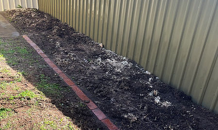 Seacliff Stumps Image after