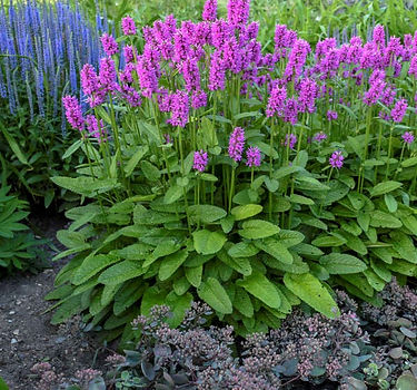 Betony-Stachys-officinalis-Hummelo-Perennial-of-the-Year-2019.jpg