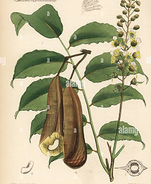 balsam-of-peru-myroxylon-balsamum-var-pereirae-toluifera-pereirae-handcoloured-lithograph-
