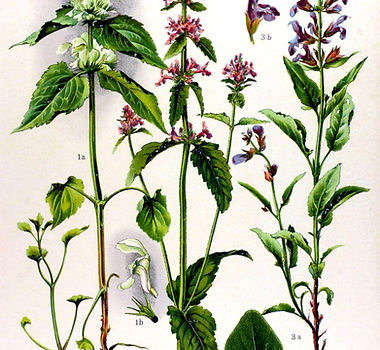 Betonica_officinalis.jpg