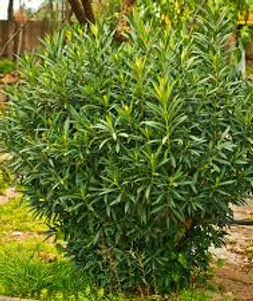 bay laurel.jpg