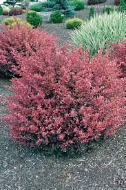 barberry pic.jpg