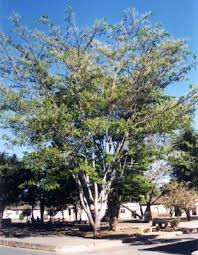 balm of peru tree.jpg