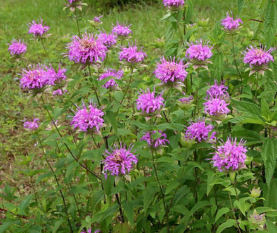 Wild-Bergamot.jpg