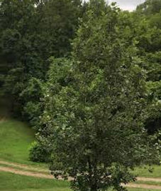 balm of gilead.jpg