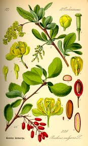 barberry draw.jpg