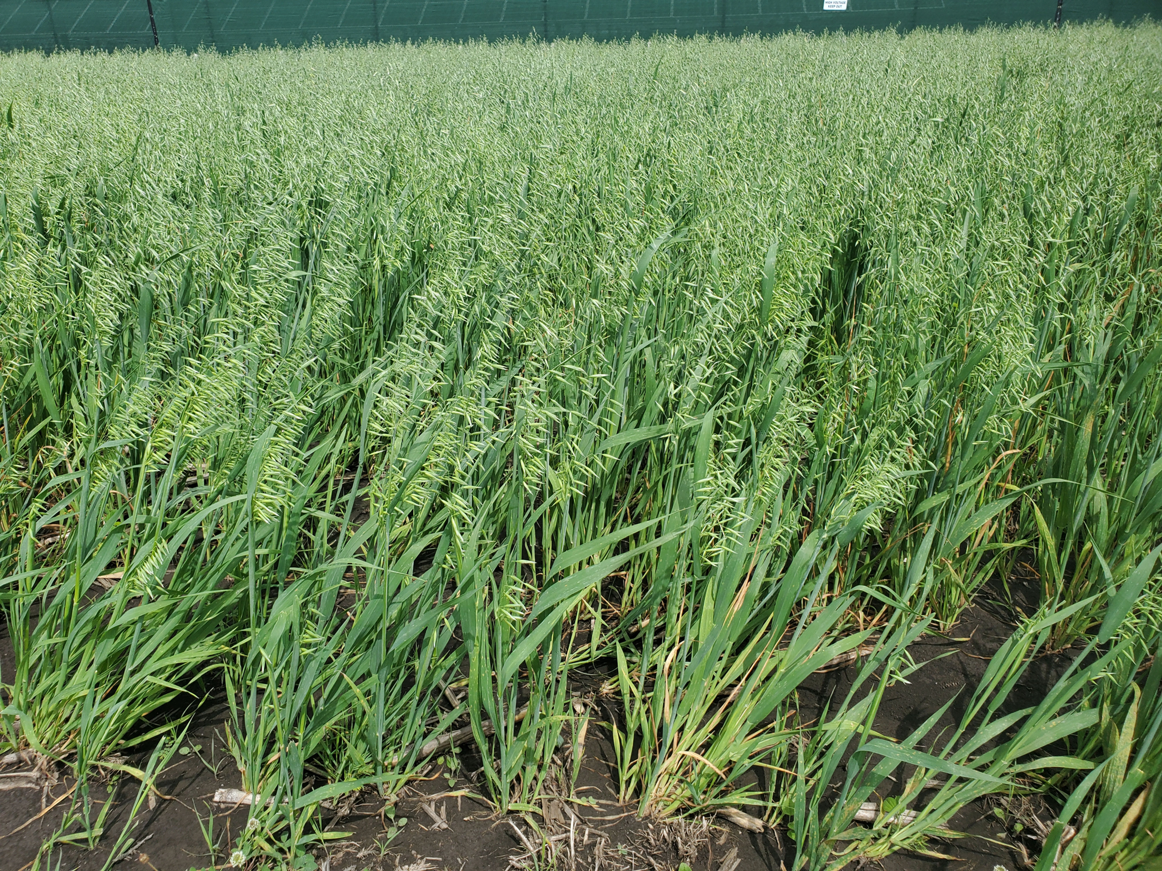 Field of green grain plants