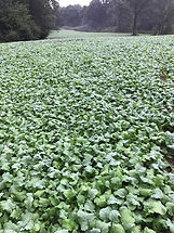 turnips