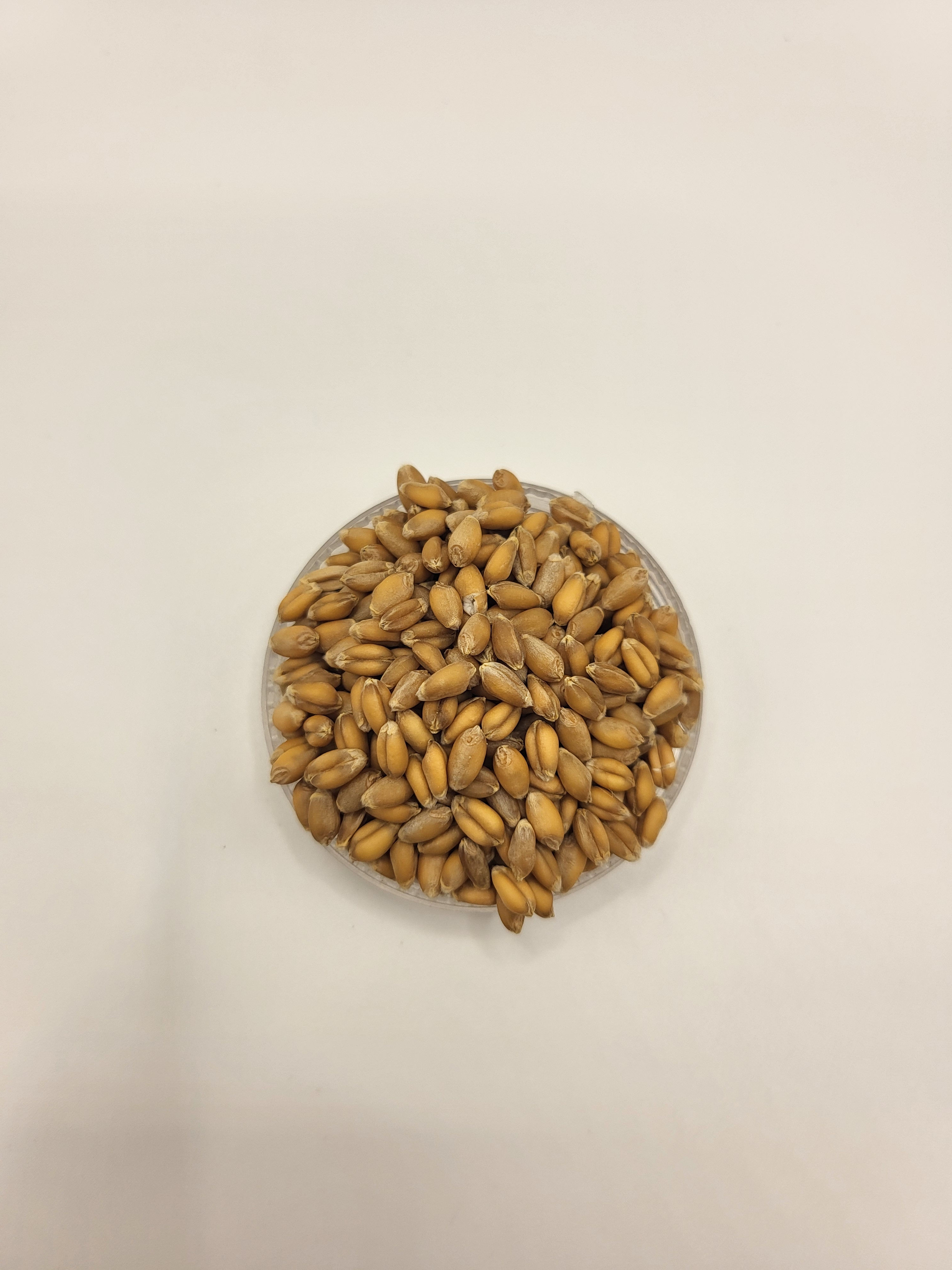 Egyptian wheat grains