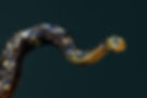 Serpiente