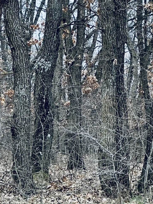 Dezmăț în pădurea adormită