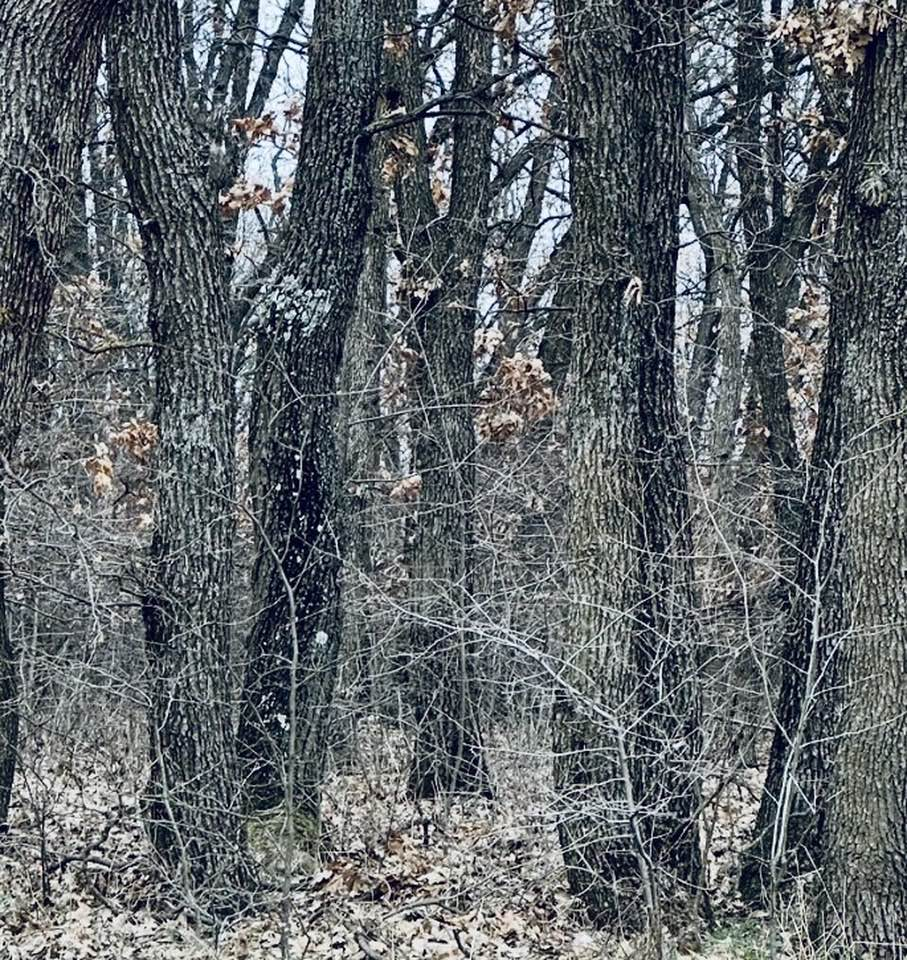 S-au terminat petrecerile în pădure - și ce petreceri au mai fost, cântau, dansau cu toții, șacalii, vulpile și jderii chiar, și lupii!