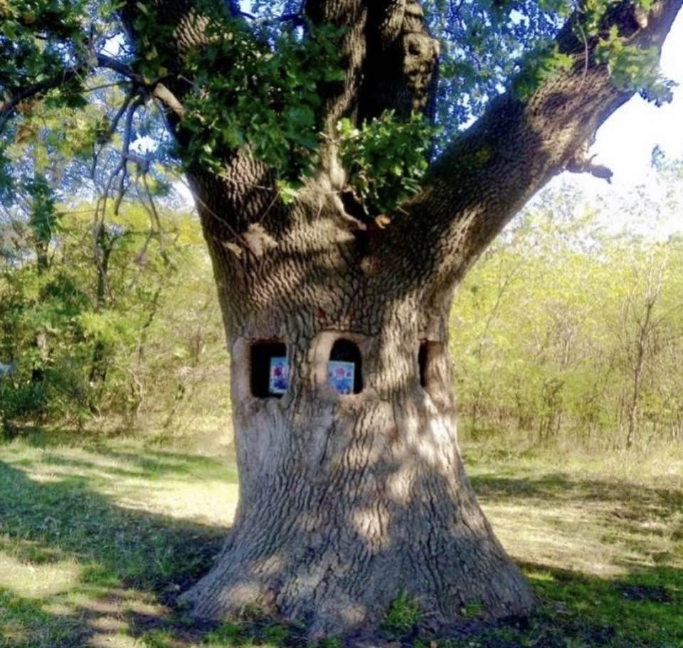 Când mă satur de cântat, mă retrag la Stejarul cel Bătrân... Îl întreb vrute, nevrute; liniștit, el la toate îmi răspunde...