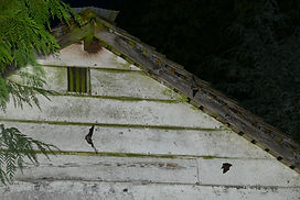 bats emerge from a roost site at dusk SCWP.jpg