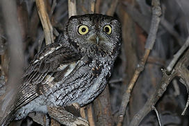 32275406984_9a01346e02_k_edited.jpg