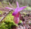 Calypso%203_Marcie%20Welsh_edited.jpg