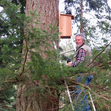 Rob Welsh Checking for Western Screech Owls