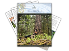 The Ripple - Sept 2026