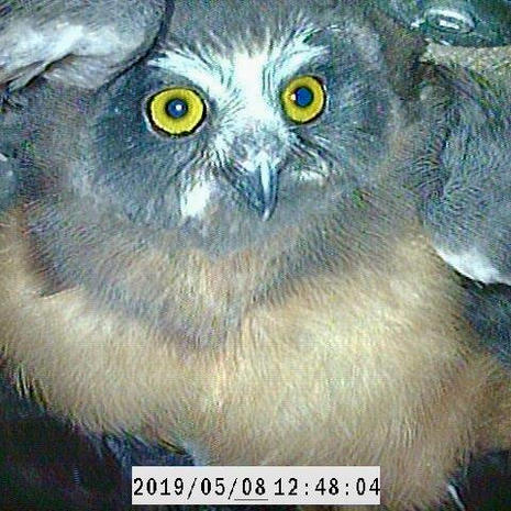 A Saw-whet Owl Found in a Nest Box