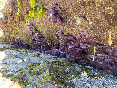 Nature House Week 7: August 13-16