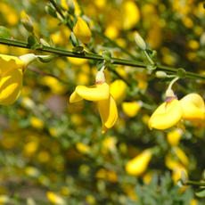 broom-5095575_1280.jpeg