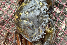 Green crab. Rick Harbo, Ldysmith.jpg